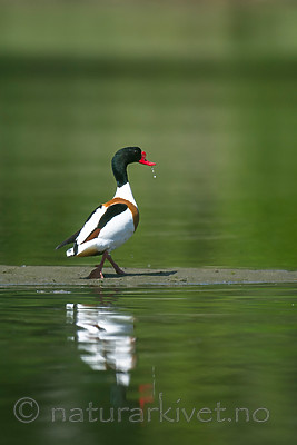 BB 13 0536 / Tadorna tadorna / Gravand